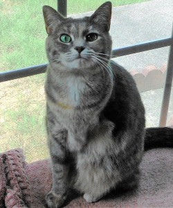 Xlibris Author| Jim Spencer, Young, the 3-Legged Rescue Cat, and Her Great Adventure!